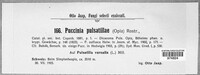 Puccinia ustalis image